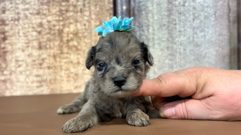 Toy F1BB Goldendoodle F 5117