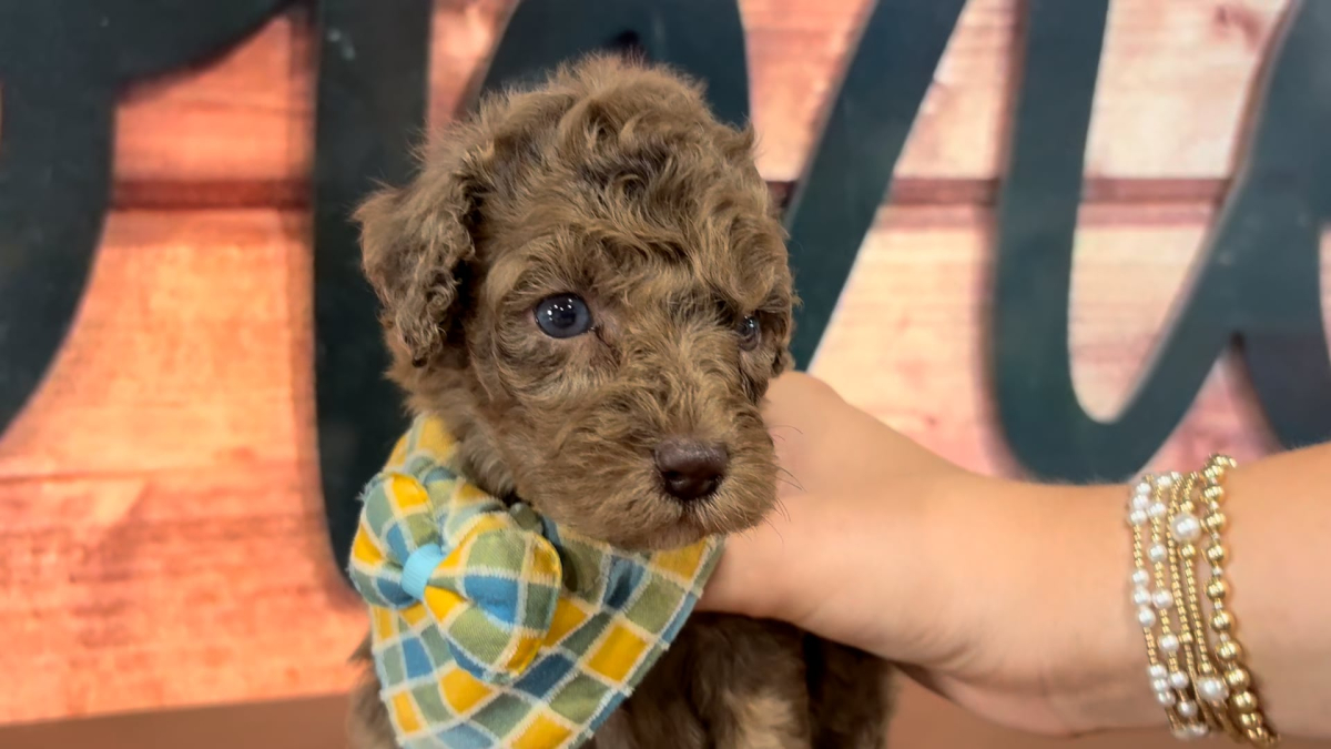 Mini Goldendoodle M 4764