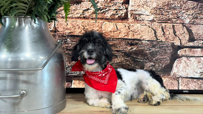 Malshipoo M 4706