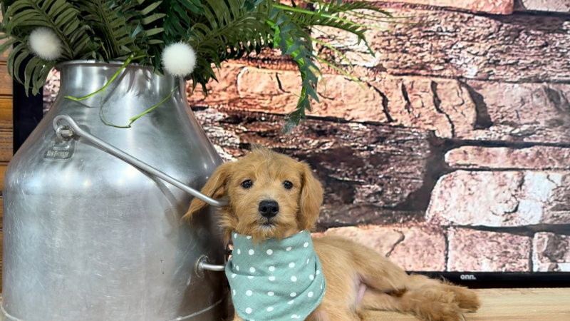 Toy F1BB Goldendoodle M 4969