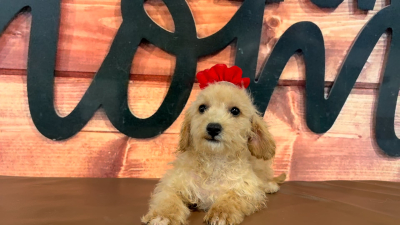 Maltipoo Female 5046