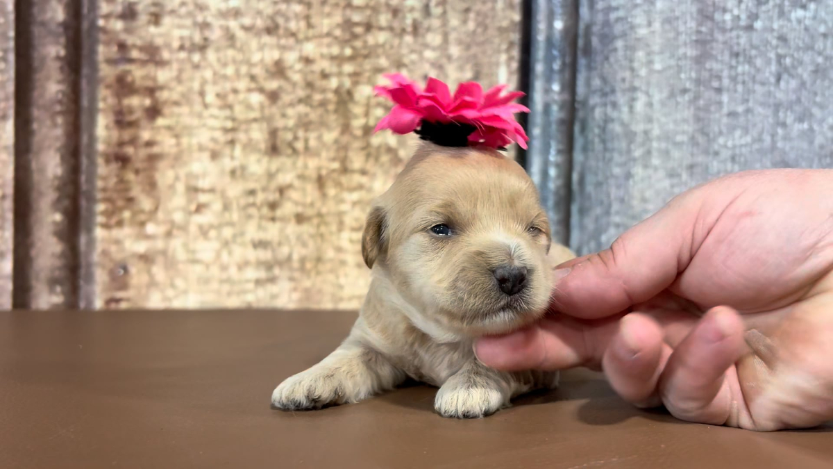 Toy Maltipoo F 5119