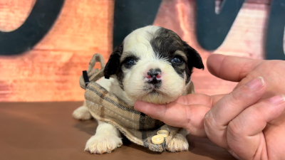 Malshipoo M 4713