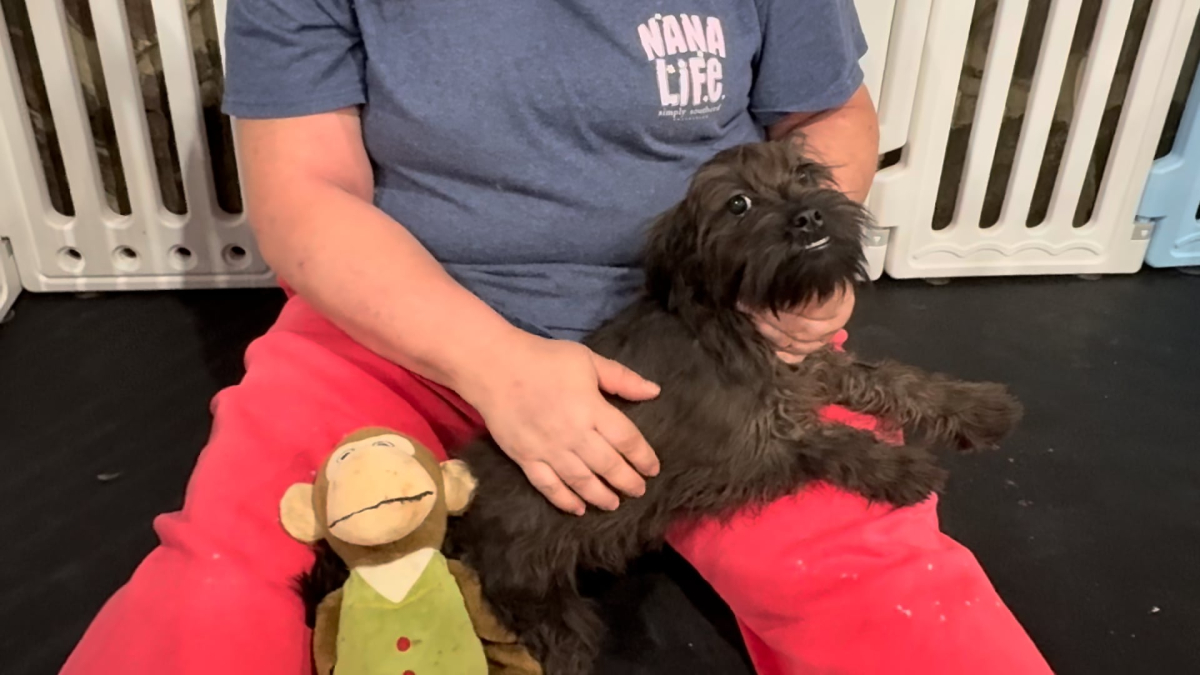 Shihpoo F 4853