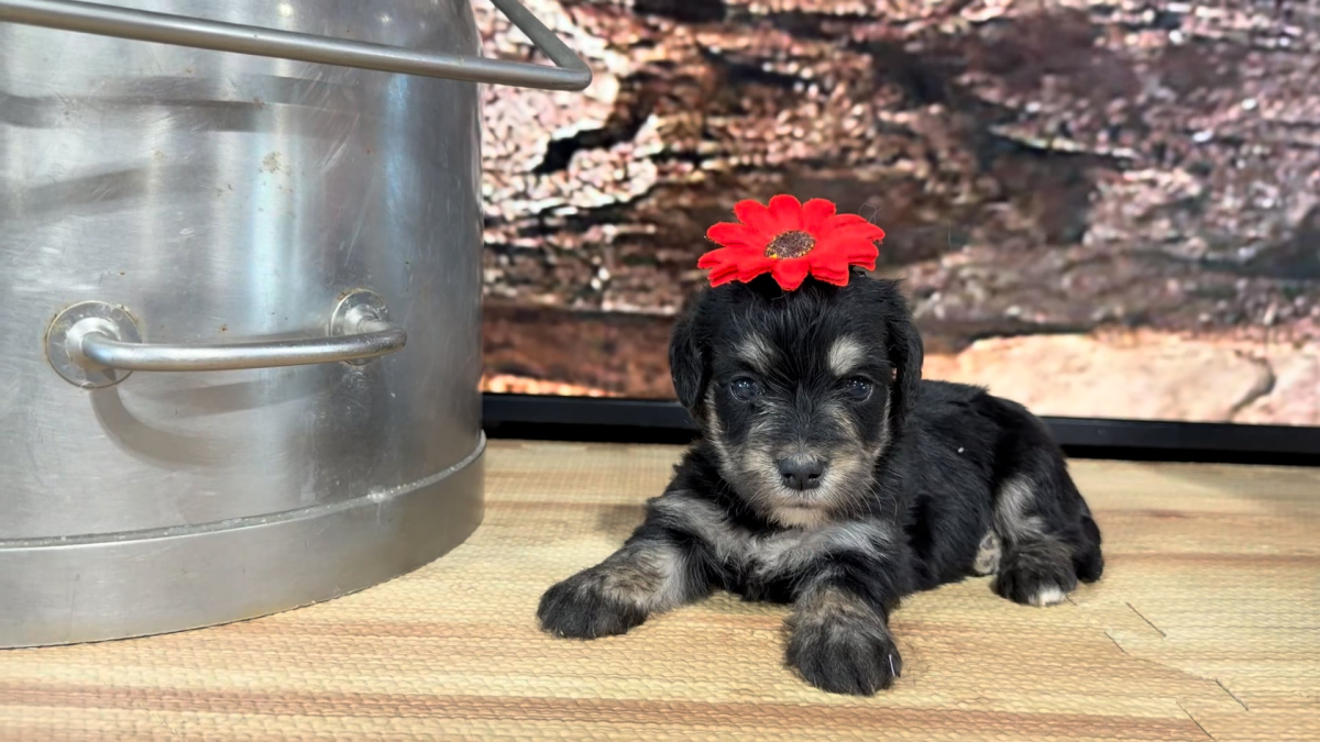 Teddy Bear Blk/Tan F 9281