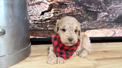 Teddypoo (Malshipoo) Platinum M 9397