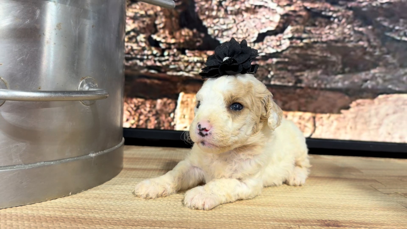 Mini Goldendoodle Funny Face F 8909