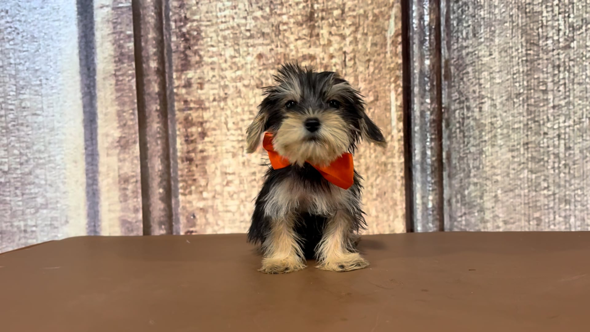 Toy Snorkiepoo (Schnoodle X Yorkiepoo) M 3400