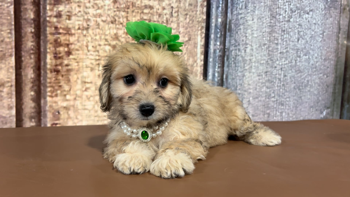 Toy Shihdoo (Shih Tzu X Toy Doodle) F 2313