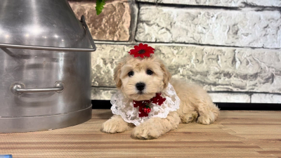 Maltipoo Apricot F 4716