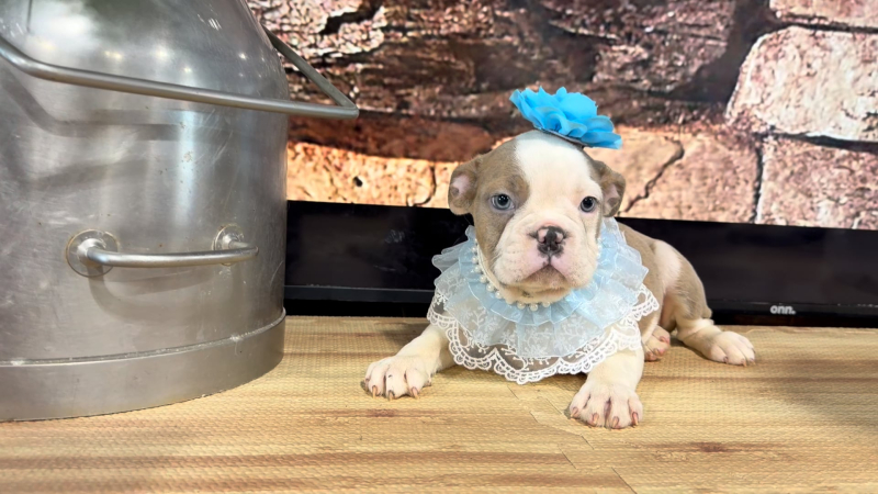 English Frenchie Funny Face Blue Eyes F 4861