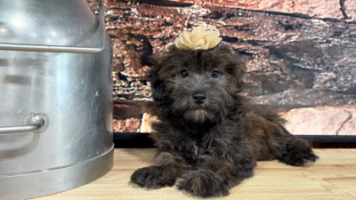 Teddypoo F 4800