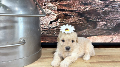 Teddypoo (Malshipoo) Peaches &amp; Creme F 9390
