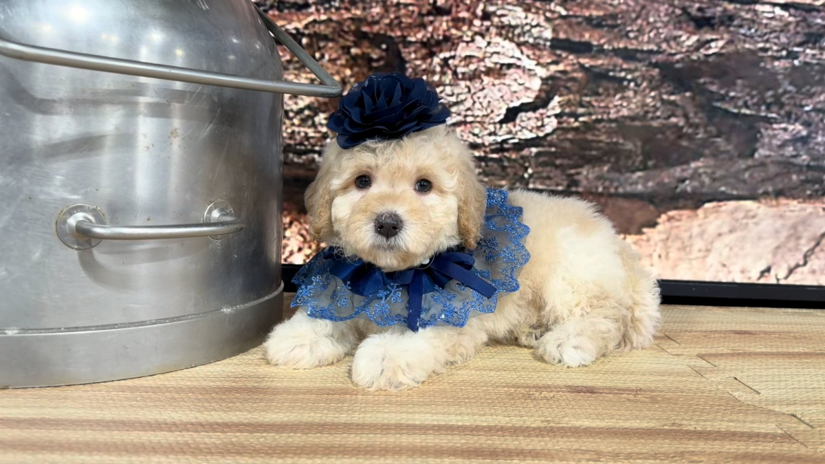 Teddypoo (Malshipoo) Peaches &amp; Creme F 9390