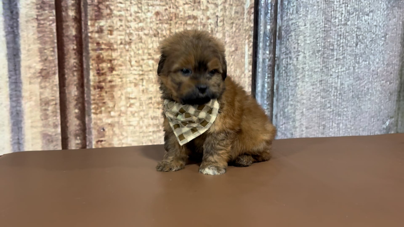 Teacup Teddypoo M 2174