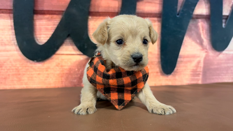 Maltipoo M 4969