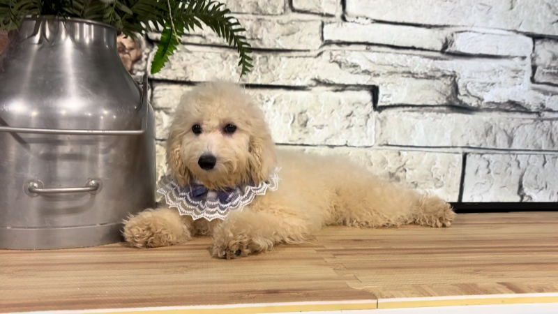 Maltipoo F 5130