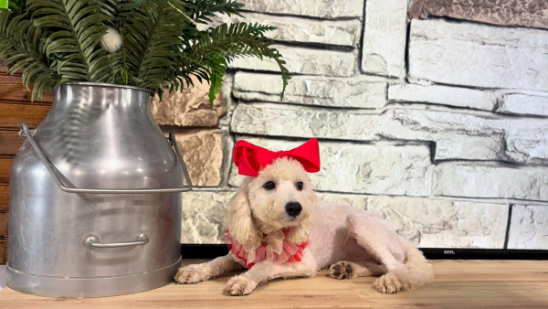 Healthy Pups - Maltipoo F 5130
