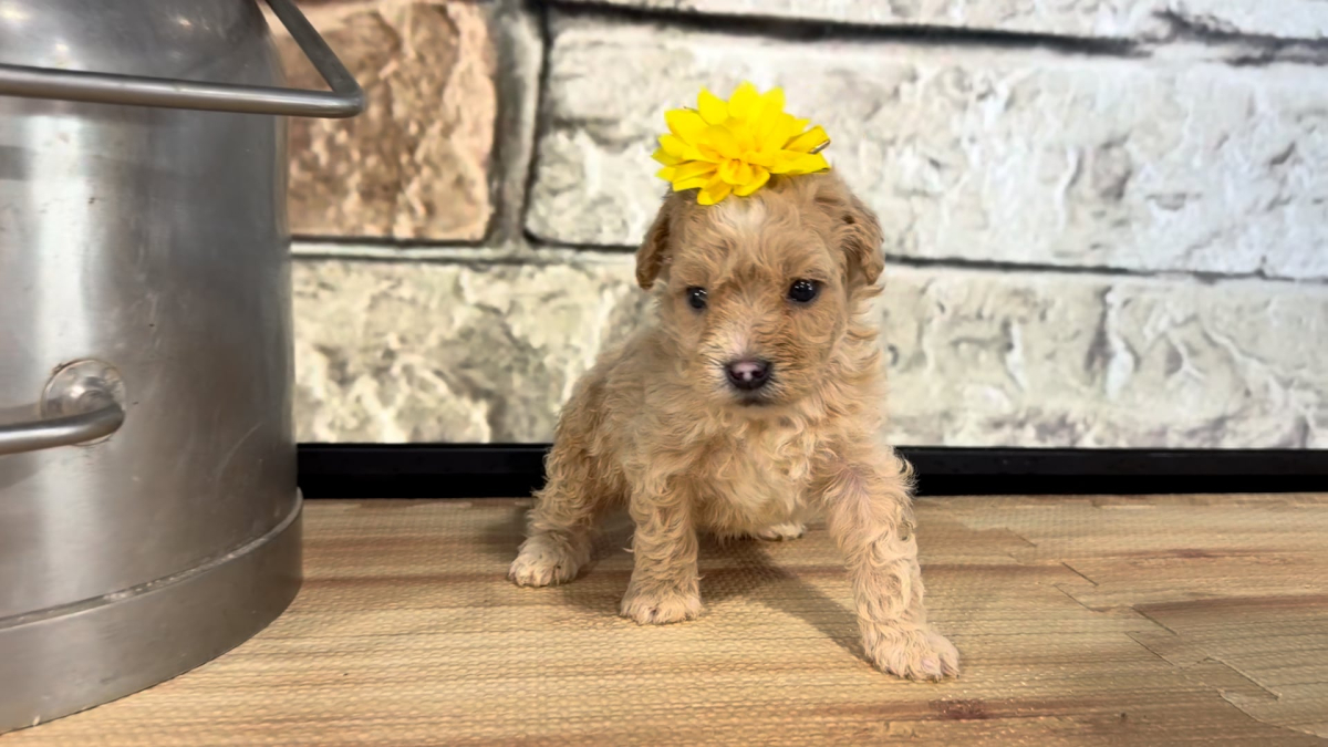 Maltipoo F 4878