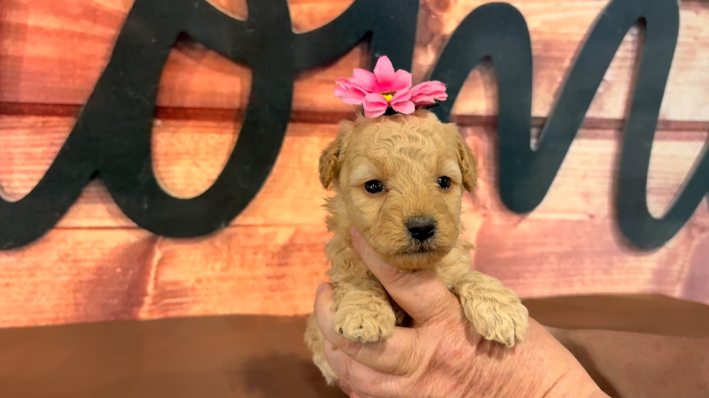 Maltipoo F 4962