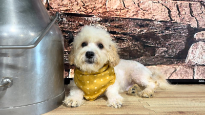 Malshipoo M 4711