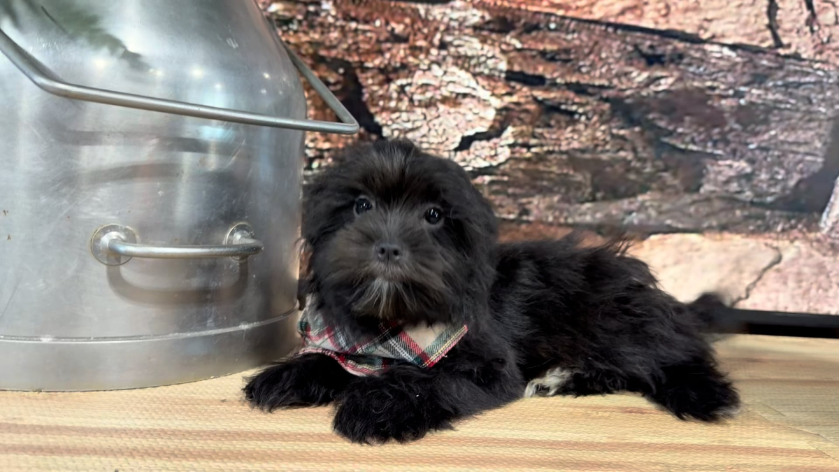 Maltipoo Black Silver M 4769