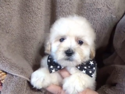 Maltipoo male 6662 Gone to beach price!