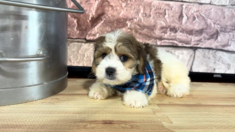 Cavapoo M 4874