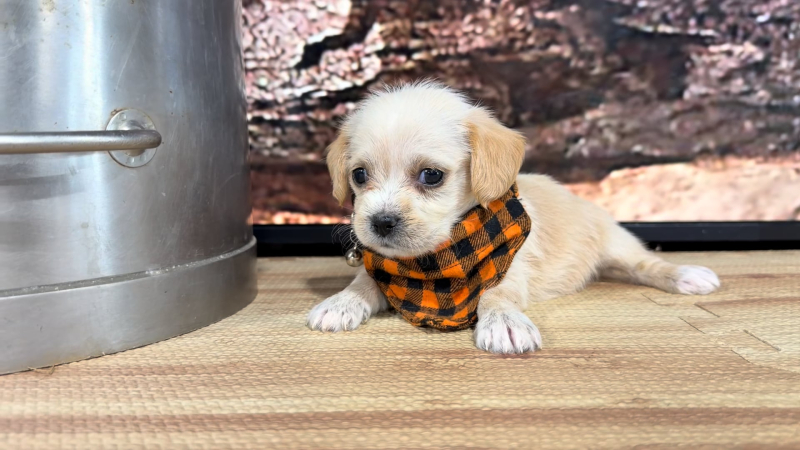 Pekeapoo M 8851