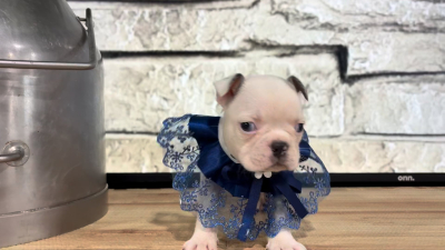English Frenchie F 4862