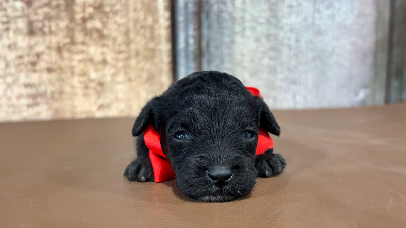 Toy F1BB Goldendoodle M 5108