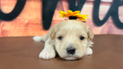 Maltipoo F 4707
