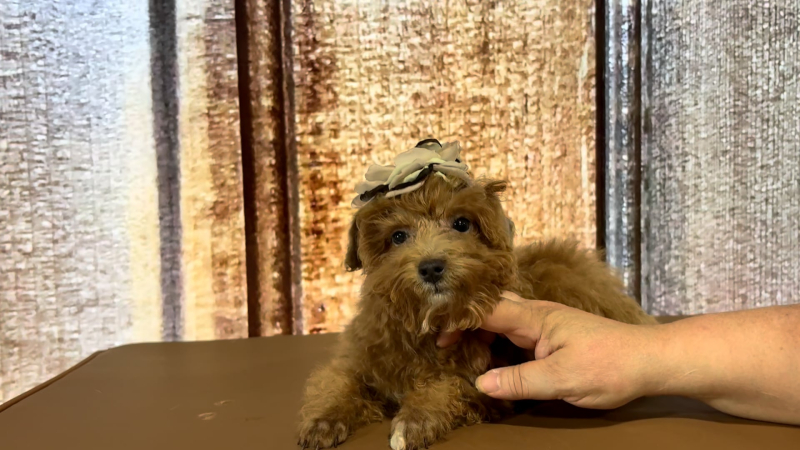 Teacup Maltipoo Rare Ultra Red Pre-Trained F 5590