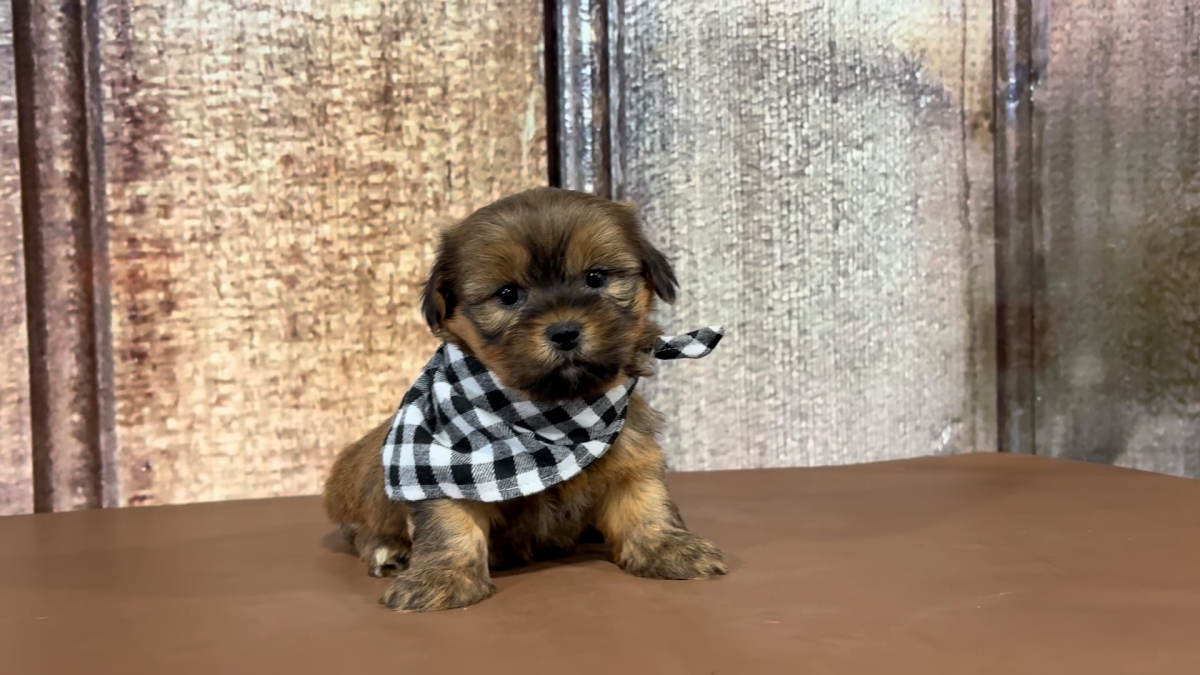 Teacup Shih Tzu M 2171
