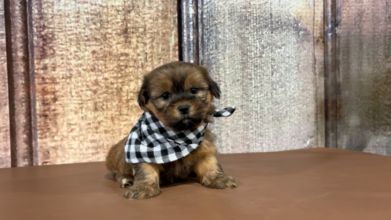 Teacup Shih Tzu M 2171
