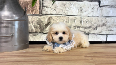 Teddy Bear F 4714
