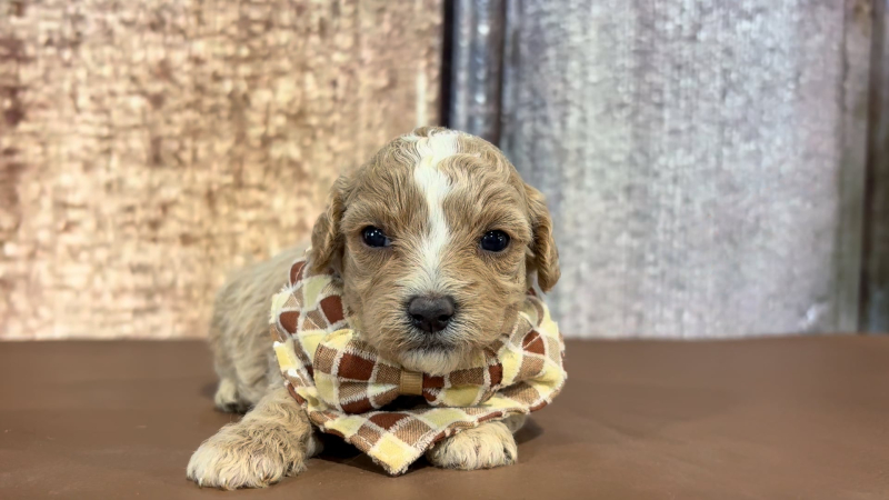 Teacup Teddy Bear M 2298