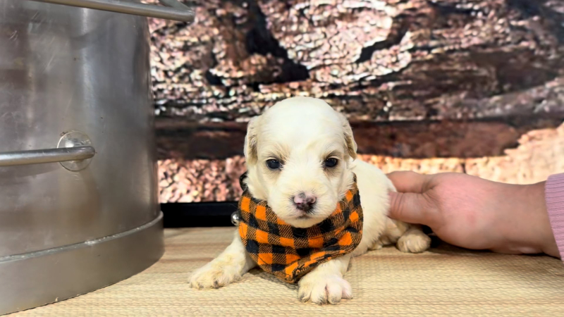 Mini Goldendoodle Funny Face M 8916