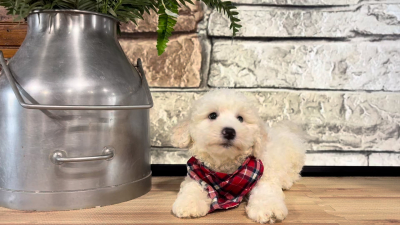 Maltipoo M 4701