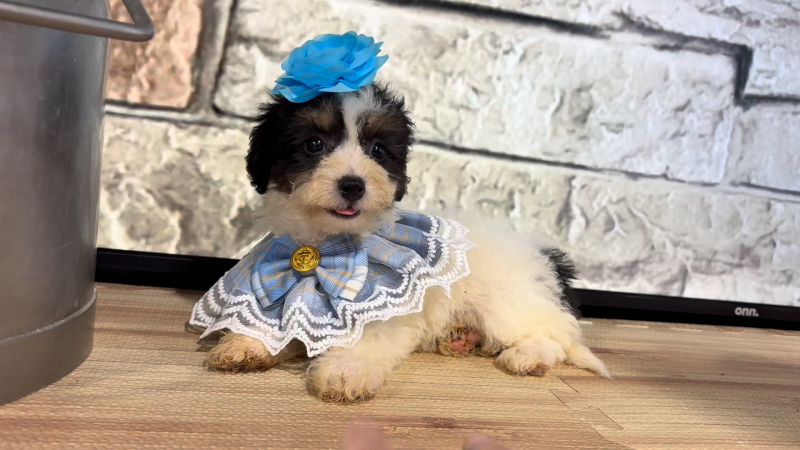 Maltipoo F 4793