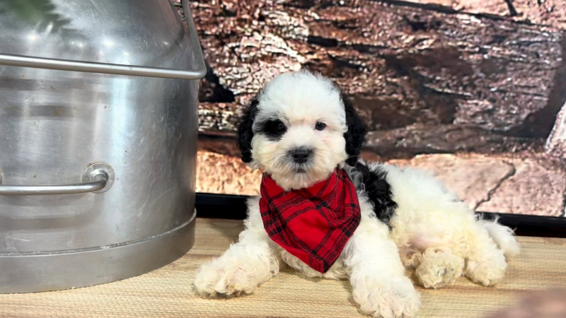 Maltipoo M 4867