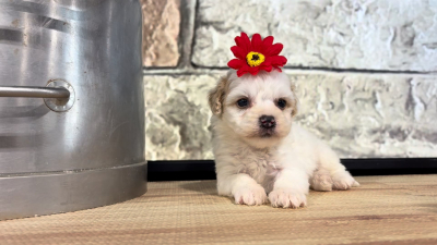 Maltipoo F 4794