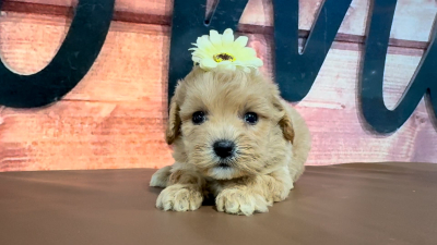 Maltipoo F 5080