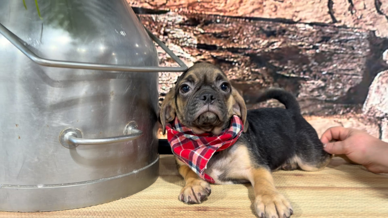 Puggle Black &amp; Tan M 5062