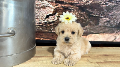 Teddypoo (Malshipoo) Creme F 9386