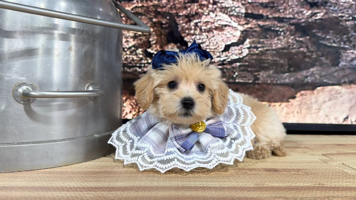 Teddypoo (Malshipoo) Creme F 9386