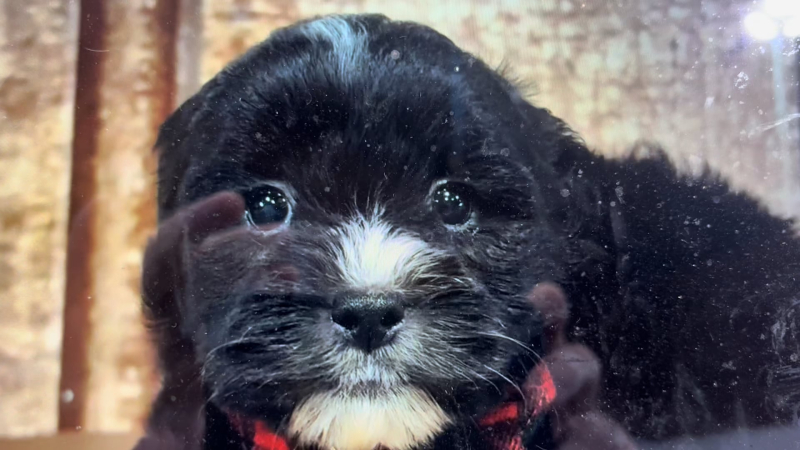 Teacup Teddypoo M 5126