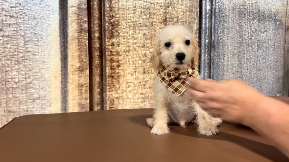 Teacup Chi-Poo M 3608