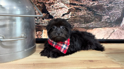 Maltipoo Black Brindle M 4777