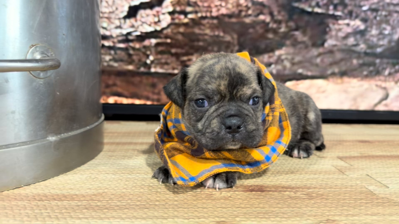 French Puggle M 9287